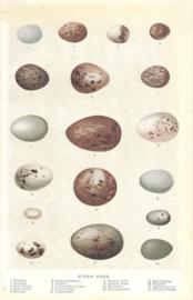 Birds Eggs Birds Eggs